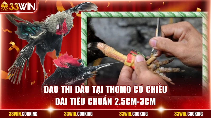 Dao thi đấu tại Thomo có chiều dài tiêu chuẩn 2.5cm-3cm