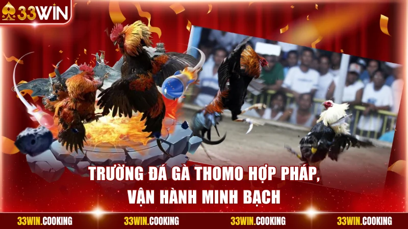 Trường đá gà Thomo hợp pháp, vận hành minh bạch